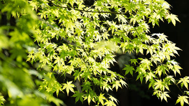 20 GREEN JAPANESE MAPLE Tree Ornamental Acer Palmatum Palmate Maple Yellow Fall Color Red Flower Seeds